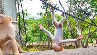 Wow...Best action of little baby monkey MARCO like flying.