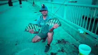 Using Sand Fleas : Catching Giant Sheepsheads          Bonner Bridge Fishing Pier OBX