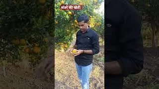 संतरे की खेती