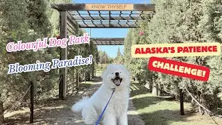 The Most Flower-Filled Off-Leash Dog Park in Calgary | Dog Patience Challenge | 卡加利最多花卉嘅寵物公園｜狗狗耐性挑戰