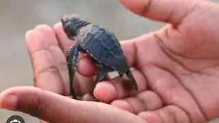 Baby tortoise 🐢 #baby #tortoise #savetortoise #nature