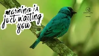 Professional Birdwatching Tour in Mindo by William