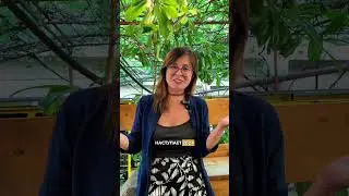 Копить на квартиру или взять ипотеку?