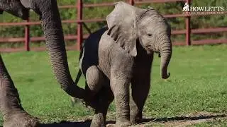 Nusu The Baby Elephant Playing At Howletts Wild Animal Park