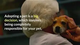 Adopt Don't Shop