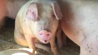 Bearing Witness Fearman's Pork with Sympathy at Slaughter