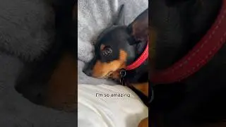Cute Min Pin is so amazing 🤩🥰😂 #miniaturepinscher #dogshorts #minpin #funnydogsvideos #funnydogs
