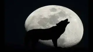 2 famous classic wolf howls sound effect