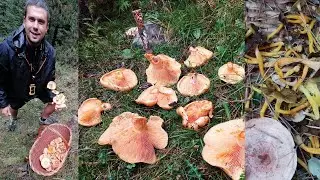 N&iacute;scalos y chantarellus🍄🍄🍄. D&iacute;a de SETAS oto&ntilde;o 2022