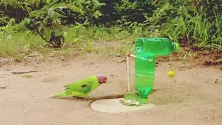 New Creative DIY Bird Trap Technique - Parrot Trap Using 2 Plastic Bottle#traptechniques#quailhunt