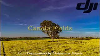 Afternoon on the Canola Fields | Drone Footage in Woodstock, NSW