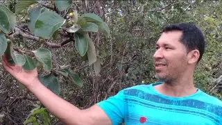 Murici uma fruta maravilhosa. Fruto do cerrado