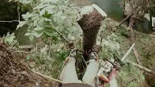 Fast and Precise Lakeside Tree Removal