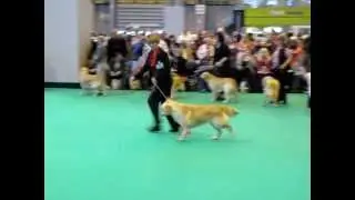 Lawpark Total Jazz by Shardanell, Crufts 2012 (by Waterbabies)