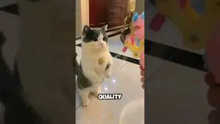 How to STRENGTHEN the bond with your cat💕😻#facts