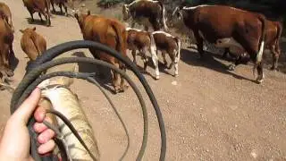 Moving Cows Part 1