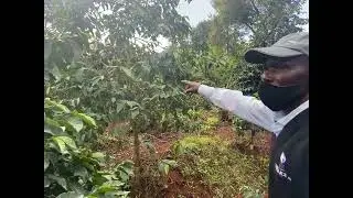 Sustainable coffee farm in Kenya