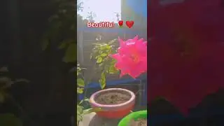 #morningroutine#morning#roof#rooftopgarden#rooftopterrace#rose#foryou ❤️❤️🌹🌹