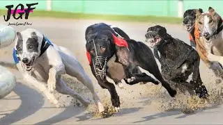 Greyhound Racing Marathon 875m 🔥🏁🔥