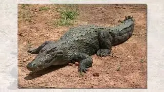 Top 10 Unwanted Helpers of Human - Animals Of 2018 - Best News Animals