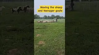 Sheep and Goats move to a new paddock. #rotationalgrazing #sheep #lamb #goat #goats #cuteanimals