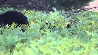 Blueberry bears