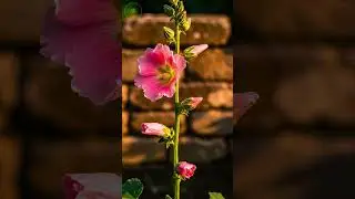 Hollyhock (Khatmi) Blooming Tall | ASMR Macro 4K