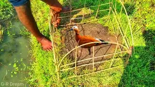 Easy Quick Dove Traps Technique - The Best Bird Traps Near The Rice Field    Part-01