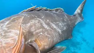 HEAVY RAINFALL AND STRONG CURRENT BRING IN DIFFERENT SPECIES OF FISH GIANT BLACK GROUPER  CATCH 