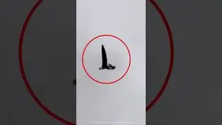 Extinct Animals Caught on Camera 😨