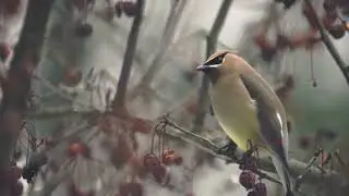 Cedar Waxwing - Bird | The Peaceable Flock Birds