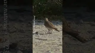 Horned lark stuns a caterpillar before carrying it back to feed its chicks #predator #hunting