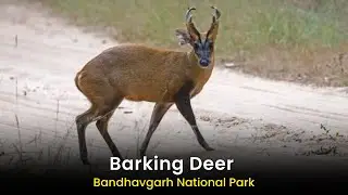 Barking Deer Alarm Call Video At Bandhavgarh National Park
