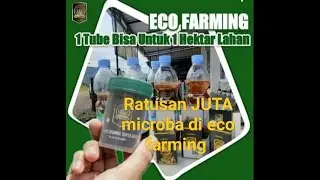 Apa manfaat dan kandungan  pupuk eco farming? penjelasan konsultan pertanian PT Best
