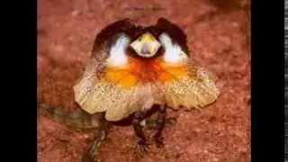 animais tropical humido