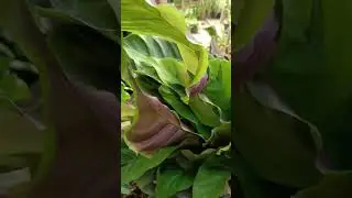 #naturelovers #maranta #flowerlovers 🥰@yonzonefloralfarm2329