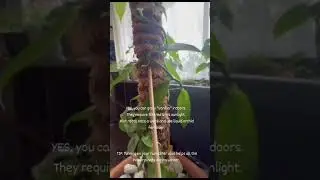 vanilla plant, growing indoor #flowers #nature #plants #vanilla #indoorplants #indoorgardening