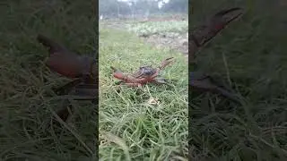 কাঁকড়া 💌