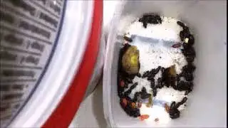 Mealworm Beetle Timelapses Part #47,798 156