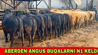 ABERDEN🇷🇺 ANGUS BUQALARNI N1 LARI KELDI✅✅✅31 января 2026 г.
