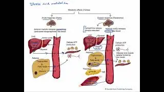 Figure 4.21. Stress effects on metabolism