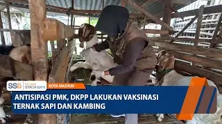 KOTA MADIUN - Antisipasi PMK, DKPP Lakukan Vaksinasi Ternak Sapi dan Kambing