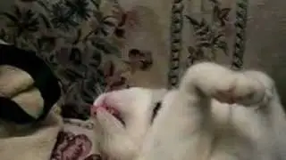 Jupiter the cat, Sneeze, bless you!  He says it every time!