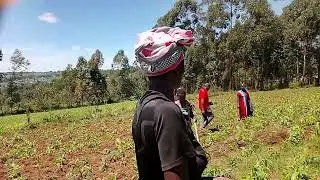 Kuria Parish Widows at work weeding the maize and beans crop