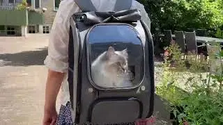 Pecute Bubble Pet Backpack &ndash; Cat & Small Dog Travel Carrier, Ergonomic & Breathable #PetGear