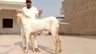 03073549070 ریچارج ماشااللہ جی چار دانت بکرا فار سیل شوق والا
