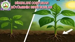 Bah&ccedil;ıvanların Sırrı Biber Fideleri 2 Kat Daha Hızlı B&uuml;y&uuml;s&uuml;n %100 Doğal Ve Etkili Olan 7 Altın Kuran