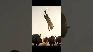 Rhino Charge, Tiger Toss! #wildanimals #shorts #wildlife #rhino #tiger