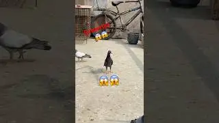 😱😱#birds#kbootar#kbooterbazi#pigeon#viral#shots#trendingshorts#kbooter#shortsviral#subscribe😱😱😱