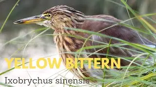 Yellow bittern (Ixobrychus sinensis) - Yellow Bittern Bird - The Yellow Bittern